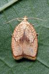 Acleris forsskaleana