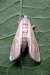 Parapoynx stratiotata