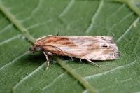 Eucosma cana