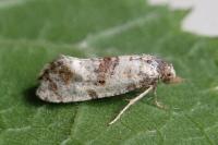 Cochylis molliculana