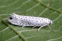 Yponomeuta evonymella