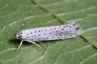 Yponomeuta evonymella