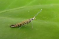 Coleophora limoniella