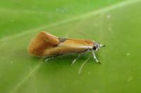 Batia lunaris