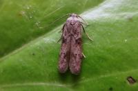 Blastobasis phycidella
