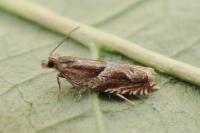 Ancylis comptana