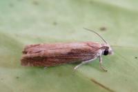 Eucosma obumbratana