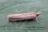 Gymnancyla canella