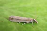 Anerastia lotella