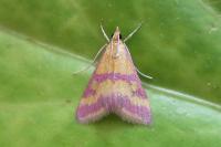 Pyrausta sanguinalis