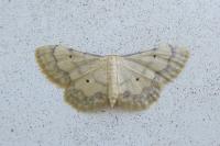 Idaea politaria