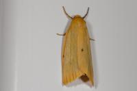 Cybosia mesomella