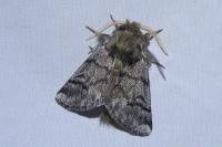 Thaumetopoea pityocampa