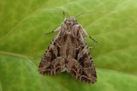 Lacanobia blenna