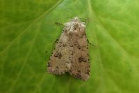 Anarta stigmosa