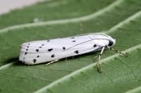 Myelois circumvoluta
