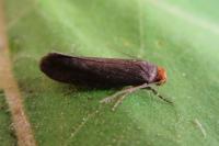 Cephimallota crassiflavella