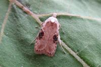 Agonopterix alstroemeriana