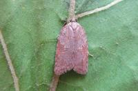 Acleris sparsana