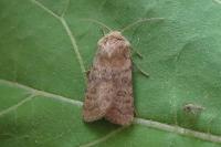 Hoplodrina octogenaria