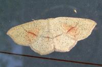 Cyclophora punctaria