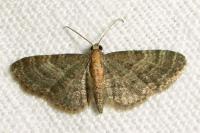 Eupithecia haworthiata