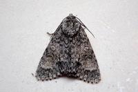 Acronicta megacephala
