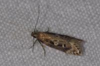 Gelechia sororculella