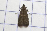 Assara conicolella