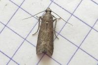 Assara conicolella