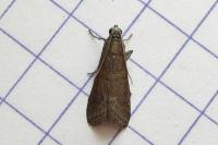 Assara conicolella