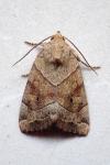 Cosmia trapezina