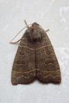 Ipimorpha subtusa
