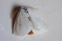 Sphrageidus similis