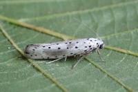 Yponomeuta irrorella