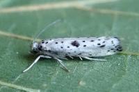 Yponomeuta plumbella