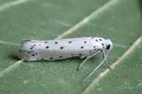 Yponomeuta