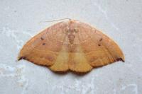 Watsonalla binaria/uncinula