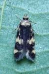 Oegoconia