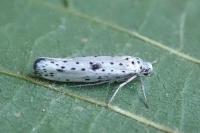 Yponomeuta plumbella