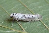 Yponomeuta irrorella