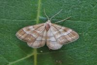 Idaea circuitaria