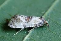 Cochylis pallidana
