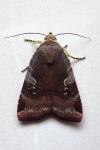 Noctua janthe