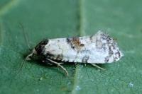 Cochylis pallidana