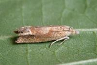 Eucosma conterminana