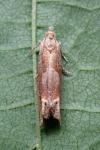 Eucosma conterminana
