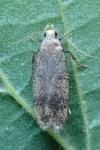 Pexicopia malvella