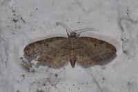 Eupithecia tenuiata