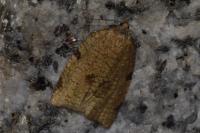 Lozotaenia forsterana